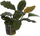 Anubias Barteri Var Lebende Aquariumspflanze Anubias Βarteri