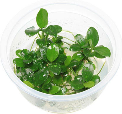 Anubias Barteri Lebende Aquariumspflanze Anubias Βarteri