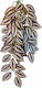 Happet Terrarium Tradescantia Zebrina 50cm Lebende Aquariumspflanze