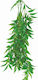 Happet Terrarium Ficus Longifolia 70cm Lebende Aquariumspflanze