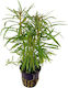 Stoffels Pogostemon Live Aquarium Plant