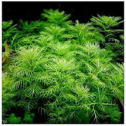 Misirlis Aquarium Myriophyllum 11278
