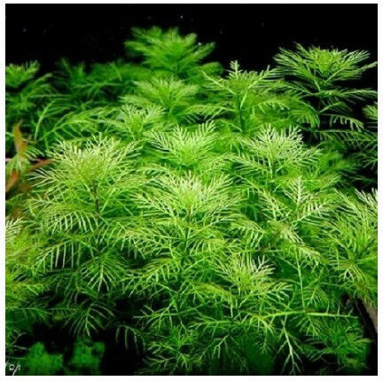Misirlis Aquarium Ζωντανό Φυτό Ενυδρείου Myriophyllum