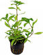Stoffels Живо Аквариумно Растение Hygrophila Polysperma