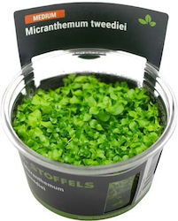Stoffels Micranthemum