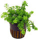 Stoffels Живо Аквариумно Растение Rotala