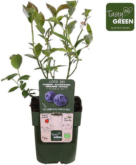 Vaccinium 'reka' Bio 13cm