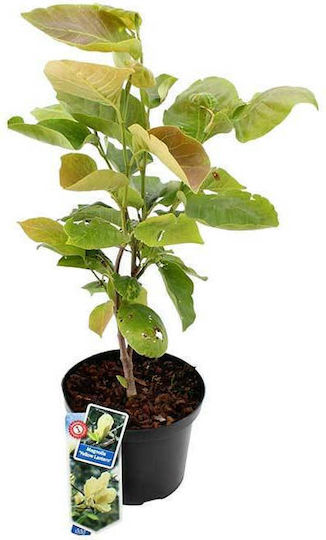 Magnolie 'Gelbe Laterne' 23cm Magnolie 'Gelbe Laterne' 23cm