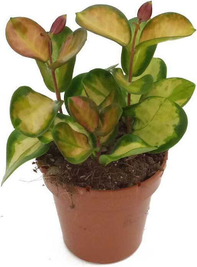 Hoya 'lisa' 12cm Hoya 'lisa' 12cm