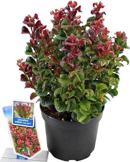 Red' Leucothoe 35cm Red' Leucothoe 35cm
