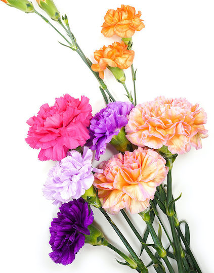 Gemma Σπόροι Γαρύφαλλο Carnation Πολύχρωμο 0.4gr