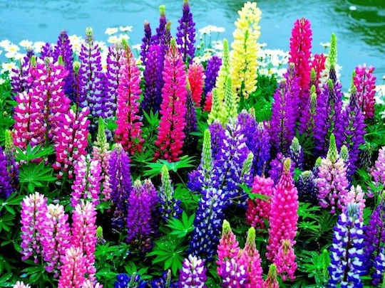 Gemma Samen Lupine Mehrfarbig Gemma Samen Lupine Mehrfarbig