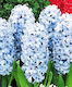 Gemma Zwiebeln Hyacinthus Rot 3Stück