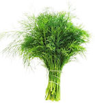 Gemma Seeds Fennel 2gr