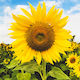 Gemma Samen Sonnenblume Riesig 5gr