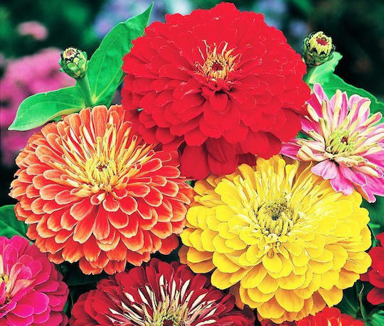 Gemma Semințe Zinnia Cactus 0.9gr