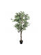 Ficus Lyrata În Ghiveci 80cm vidaXL