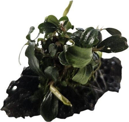 Misirlis Aquarium Ζωντανό Φυτό Ενυδρείου Bucephalandra