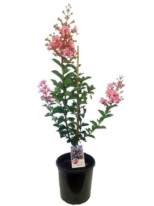 Lagerstroemia 10lt