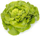 Rijk Zwaan Seeds Lettuce Salad