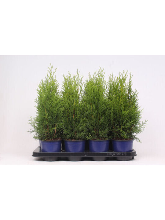 Thuja