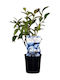 Vaccinium 2lt Height 35cm