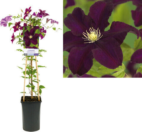 Lederblume 2.25Es Höhe 75cm