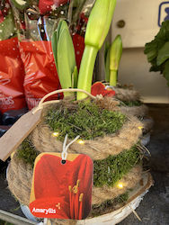 Cosmos Plants Amaryllisς Lighted Christmas with Candles