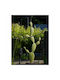 Decorativ Cactus din Metal 95x95cm 1buc