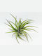 Instalație de aer Tillandsia Multiflora De interior