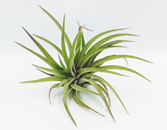 Luftpflanze Tillandsia Multiflora Innenbereich