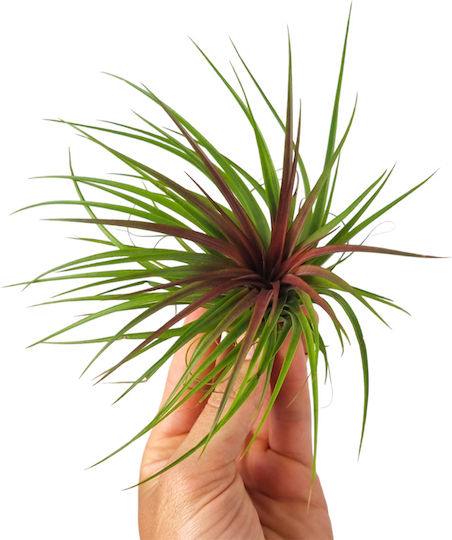 Luftpflanze Innenbereich Pflanzenhöhe 10cm
