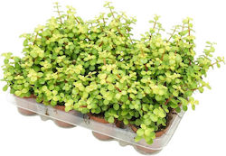 Portulacaria Afra 'lemon' 8.5cm Portulacaria Afra 'lemon' 8.5cm