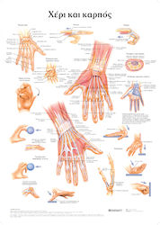 Ανατομικοσ Χαρτησ Χερι Και Καρποσ