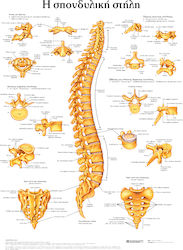 Ανατομικοσ Χαρτησ Η Σπονδυλικη Στηλη