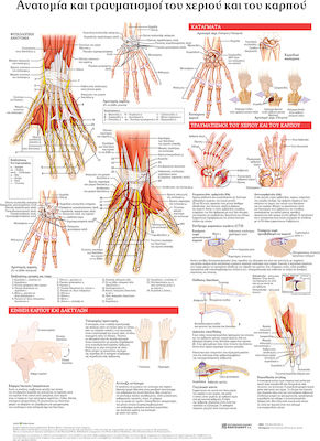 Ανατομικοσ Χαρτησ Ανατομια Και Τραυματισμοι Του Χεριου Και Του Καρπου