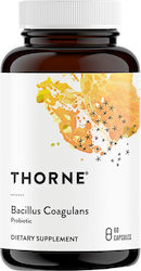 Thorne Bacillus Coagulans 60 капси Thorne Bacillus Coagulans 60 капси