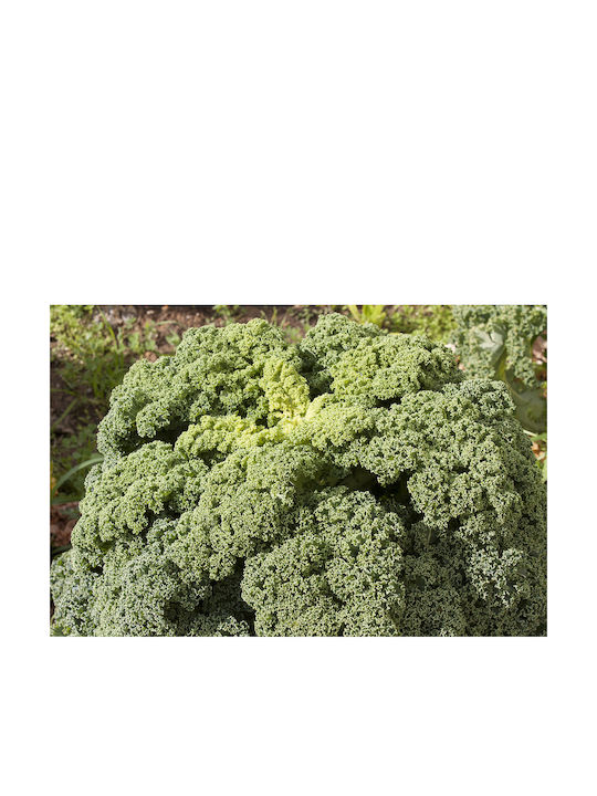 Olyplant Μπρόκολο Kale Φυτό