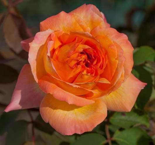 Rose 2lt Pflanzenhöhe 50cm