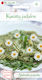 W. Legutko Seeds Daisyς Late 0.2gr