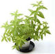Oikogeneia Giamarelou Lemon Beebrush 20gr