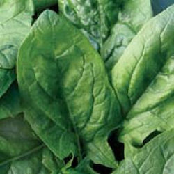 Geoponiki Viroflay Seeds Spinach 1.0kg