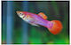 Aquariumfisch