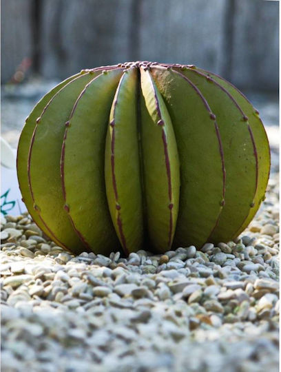 Artificial Shrub Cactus Aristi-Elena