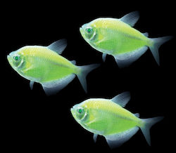 Ruinemans Aquarium Аквариумни риби