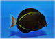 Acanthurus Achilles X Nigricans Hybrid Aquariumfisch