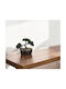 Createur D'interieur Black Bonsai Potted Plant 16cm Atmosphera