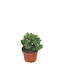 Green Leaf Sukkulente