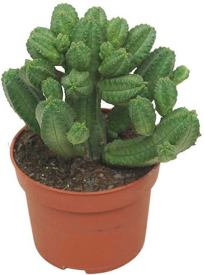 Euphorbia tubiglans 10.5cm
