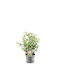 Vaccinium 'hortblue Petite' 17cm